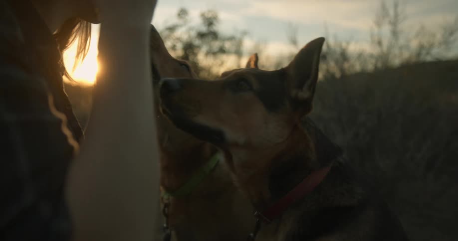 A woman with two dogs otudoors