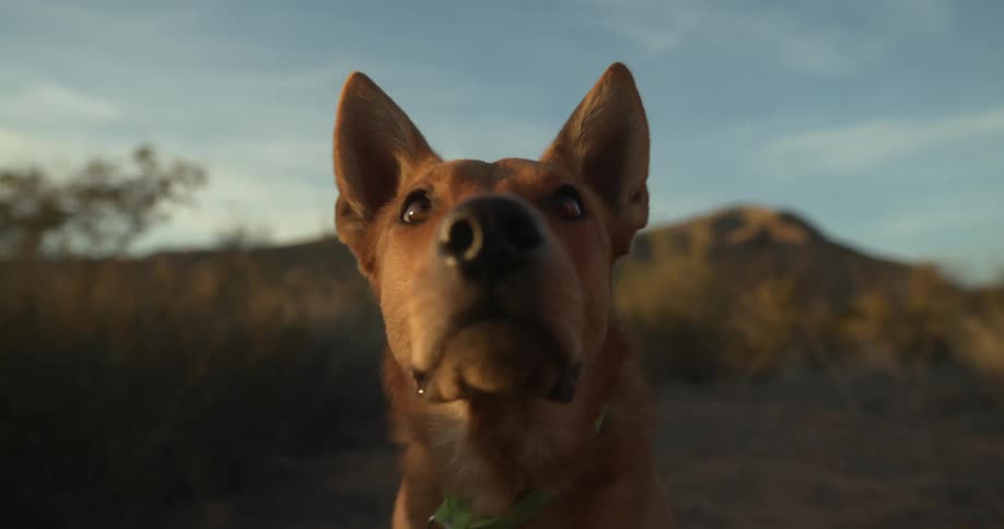 A large dog licks its lips as it stands in a field