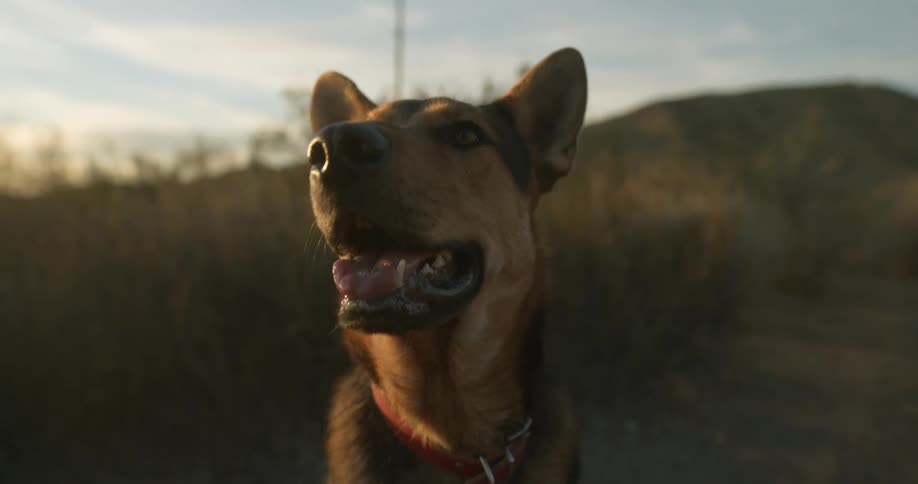 A dog is sitting outdoors in a grassland area at dusk