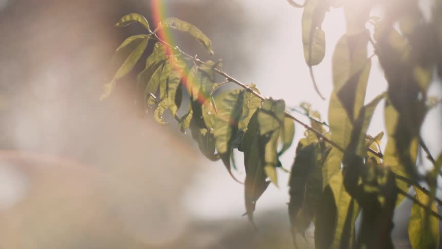 The sun shines brightly upon a plant as it moves in the breeze