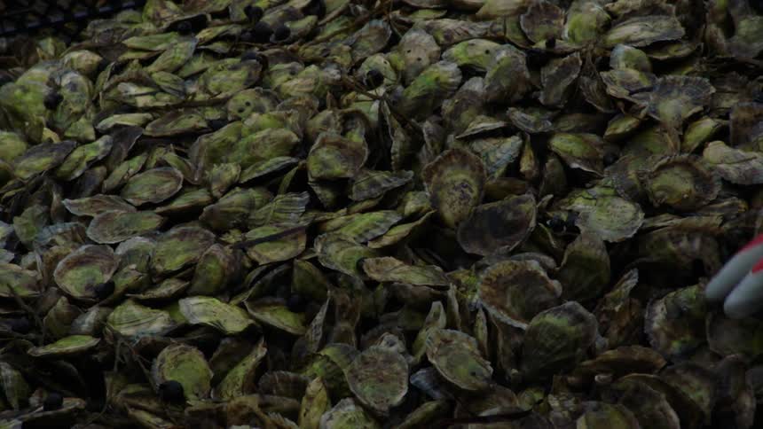 A person is wearing gloves and holding clams
