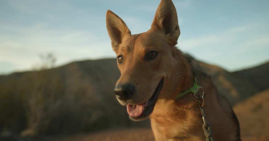 Close up of a yellow dog on a leash sitting on a trail in the desert at sunset