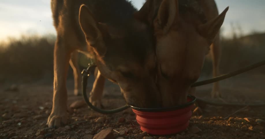 Two dogs are drinking out of a bowl outdoors at dusk