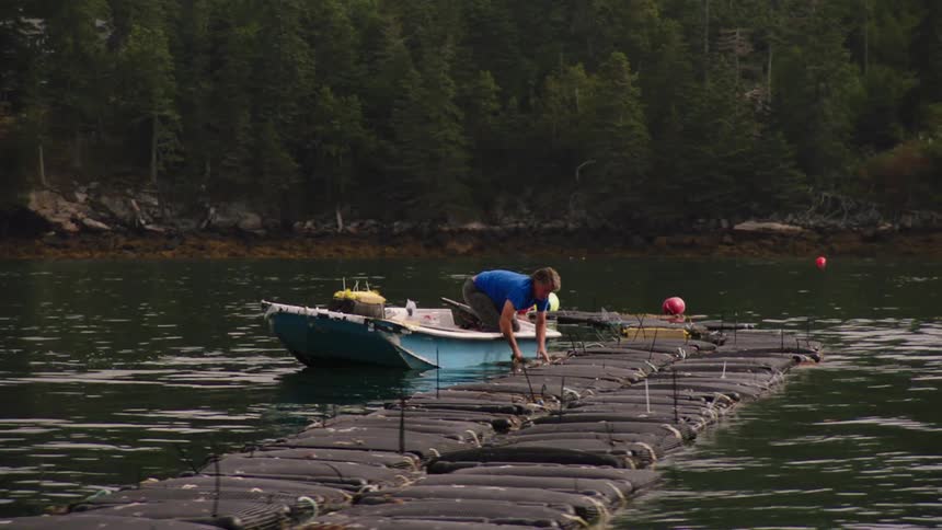 Man leans over side of boat to flip floats forming a line on water with boats houses and a forest in the background