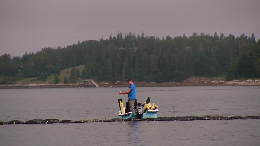 Man standing on a boat over a lake puts on orange gloves to place floating devices on a net