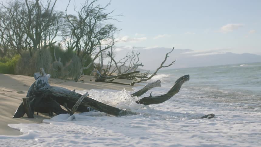 The ocean tide washes around driftwood on a beach on a sunny day