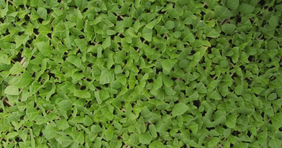 Green plants in white boxes