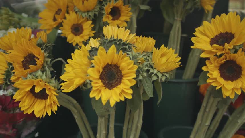 Flowers are in pots on a store shelf