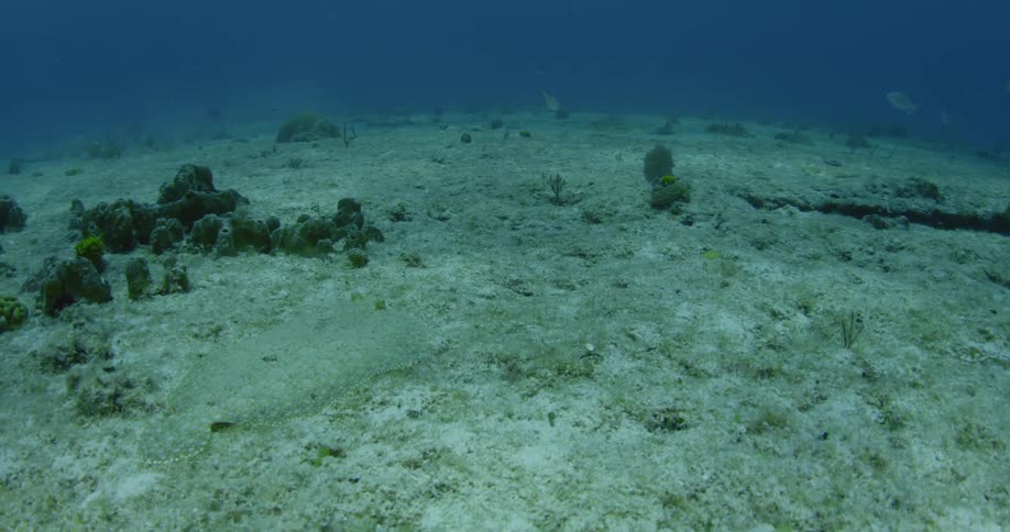Flat fish camouflaging on ocean floor