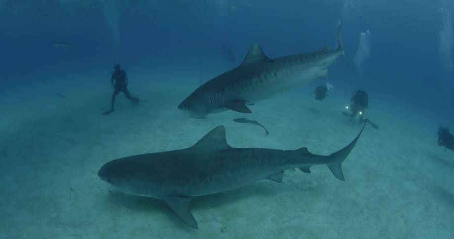 A man is standing under watching two huge fish land