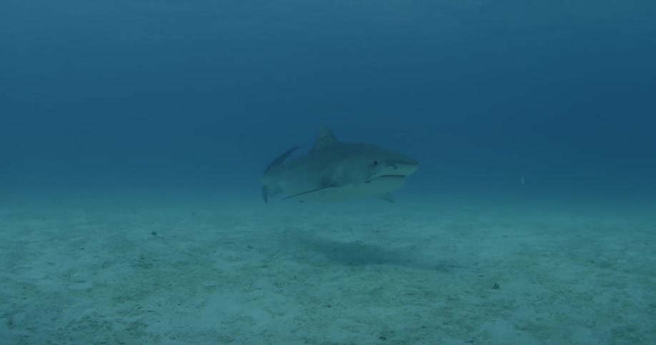 A scuba diver films a swimming shark