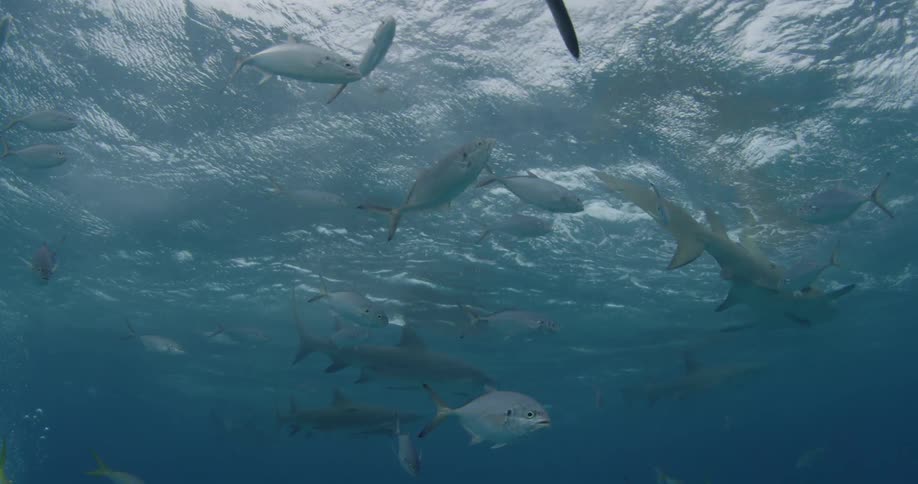 Sharks swimming closely to the surface of the water