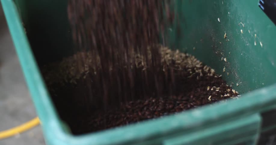 Hops are poured into the green container