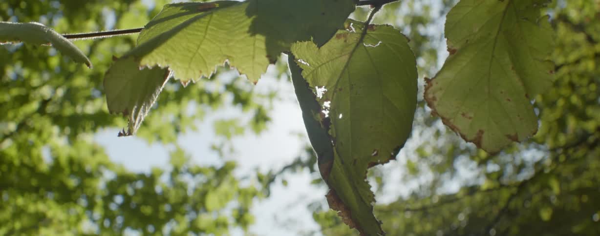 The sun shines in through the hole in the leaf