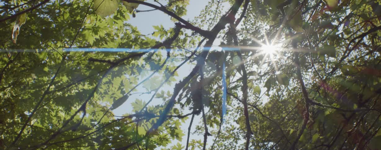 A view of trees outdoors