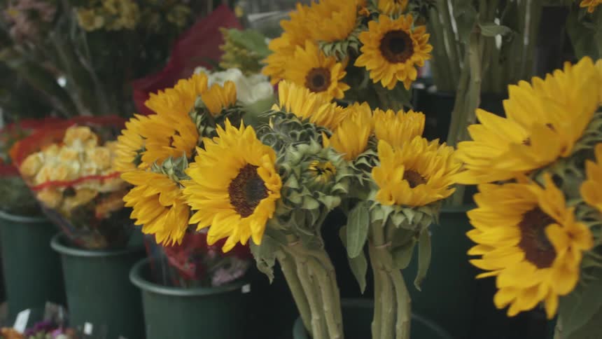 Flowers are in pots on a store shelf