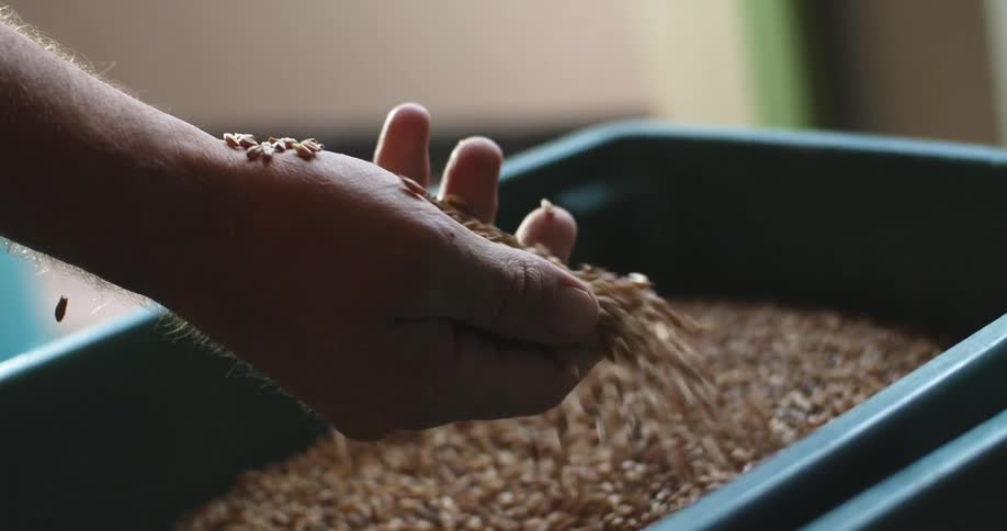 A view of someone reaching into a bucket of grain