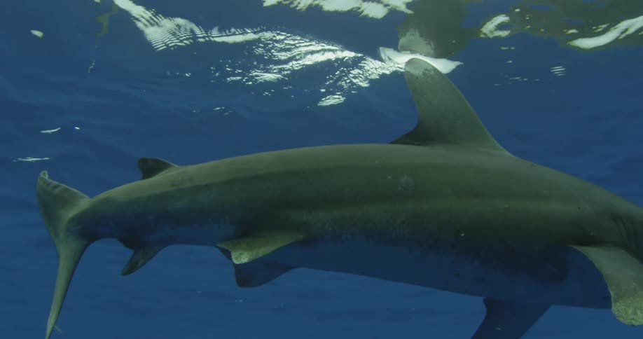 A shark is swimming near the ocean surface
