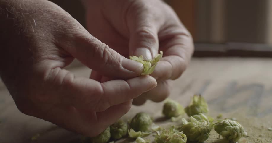 A person peels apart a hop