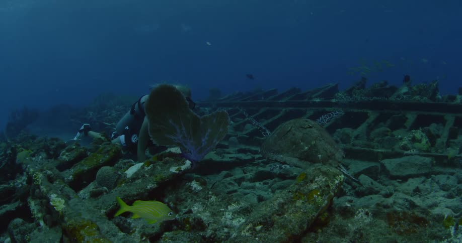 A diver is swimming up to a sea turtle that is exploring a shipwreck