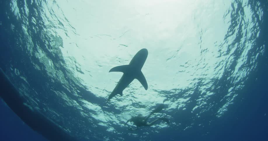 A shark and a diver swim close to a boat up ahead
