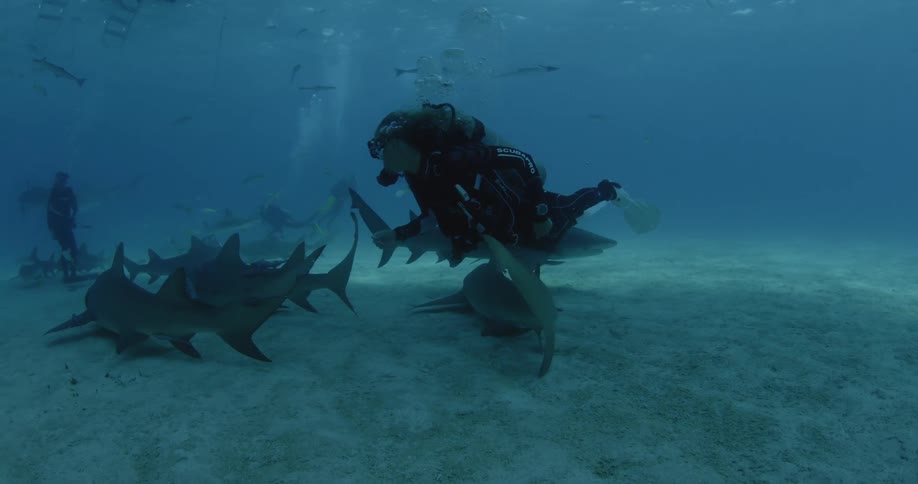 A group of sharks are gathering around a scuba diver near the bottom of the ocean