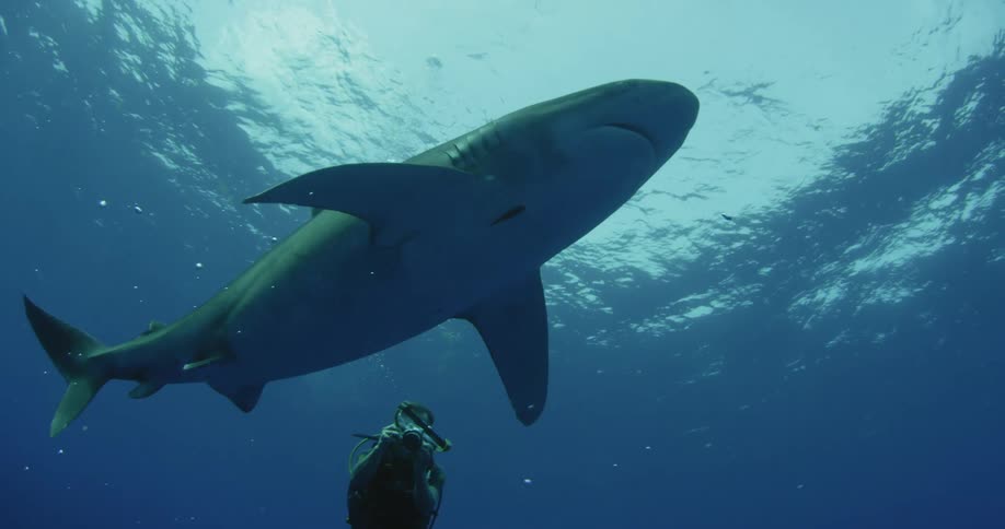 A scuba diver photographs a shark in the ocean