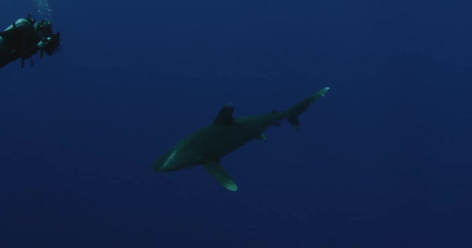 A shark is swimming and a scuba diver is filming it