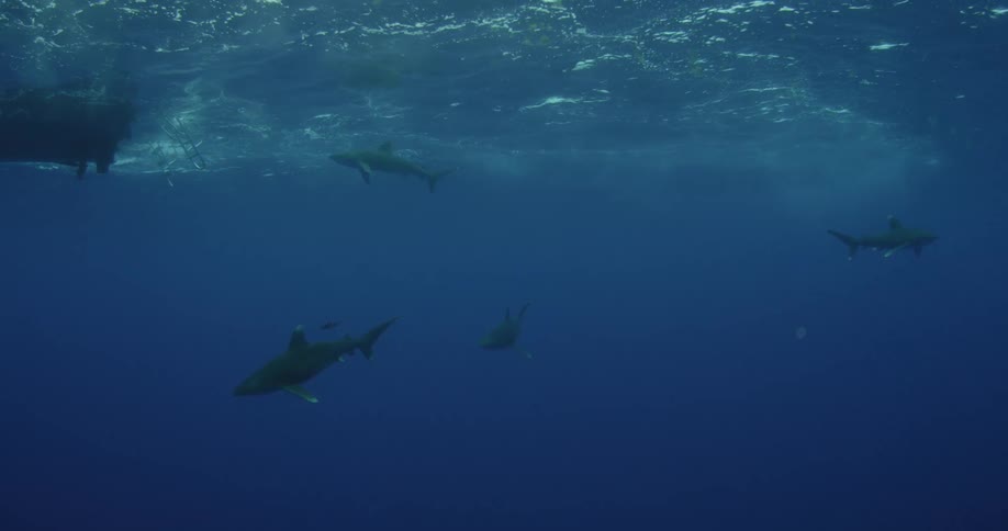 Sharks swimming near a boat in ocean waters