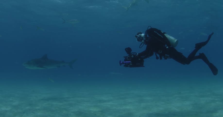 A scuba diver films a swimming shark