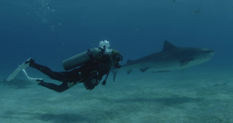 A scuba diver swims at the bottom of the ocean near sharks