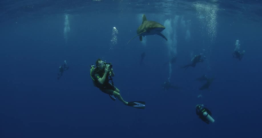 A diver is taking pictures of a shark as he swims in the ocean