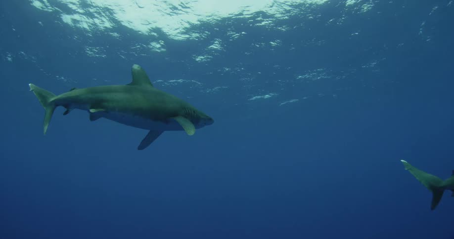 Sharks are swimming in the ocean
