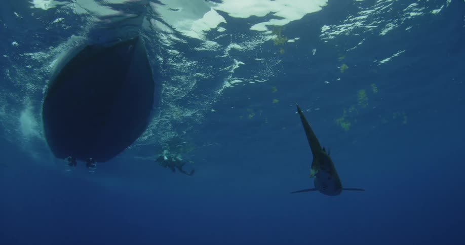 A shark swims near a boat with a diver in the water