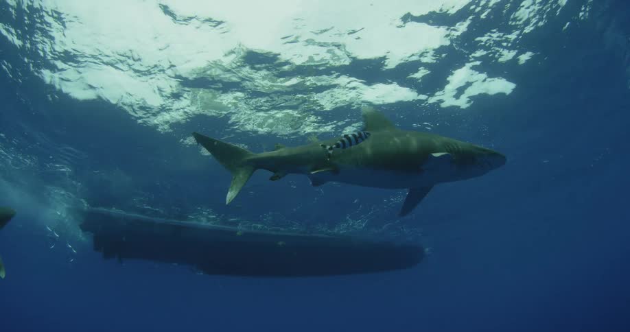 A shark is swimming under a boat