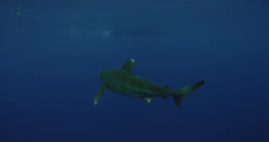 A large shark is swimming slowly near the surface