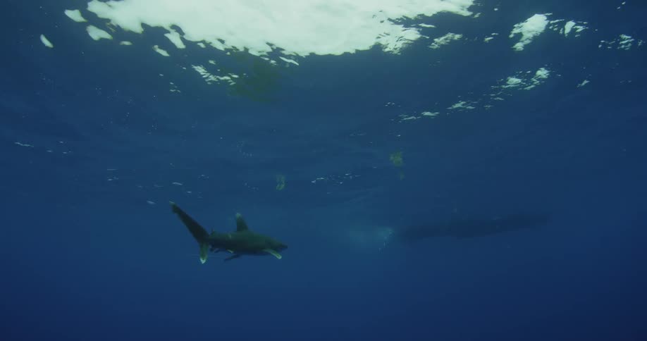 A shark swims in the water with the sun shining above
