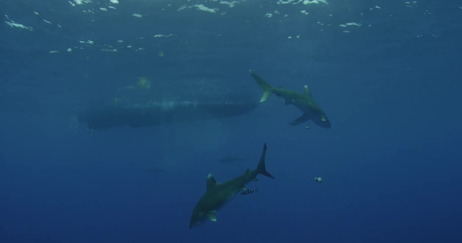 Sharks swim beneath a boat in the ocean
