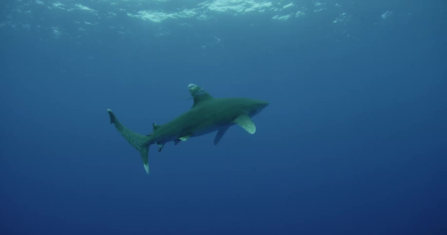 A shark is rising to the surface of the water