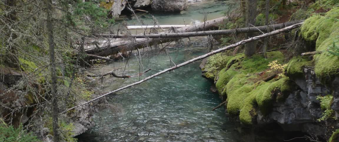 River flowing under the logs of dead trees laying over the riverside moss in the forest
