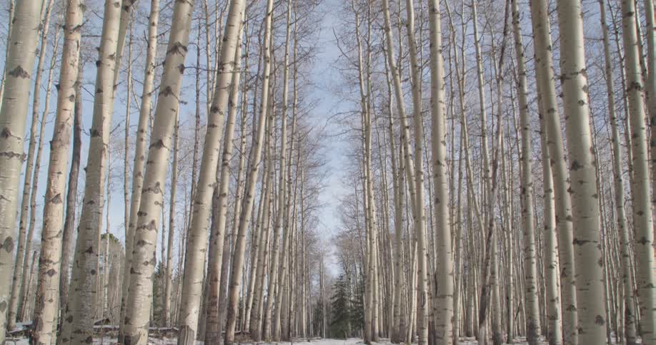 Tire tracks in snow in forest