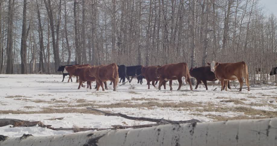 Cows are walking in the snowy field