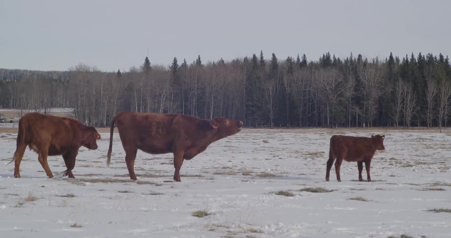 Two adult cattle and one calf walk around snow covered field near a forest