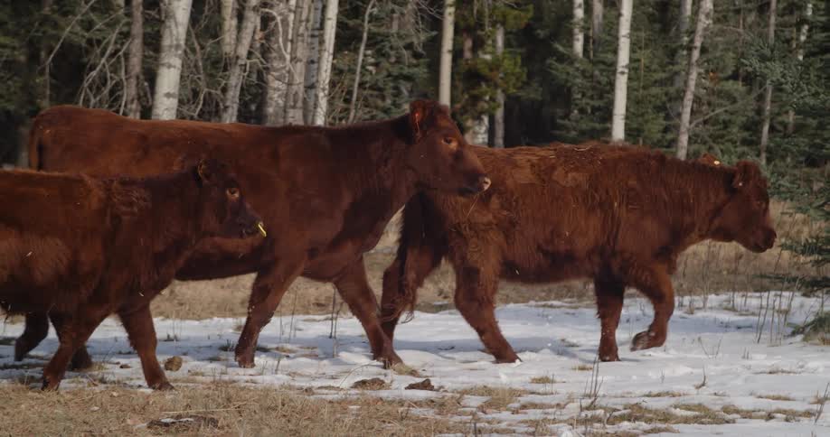 A few cows move across a snowy meadow near a forest