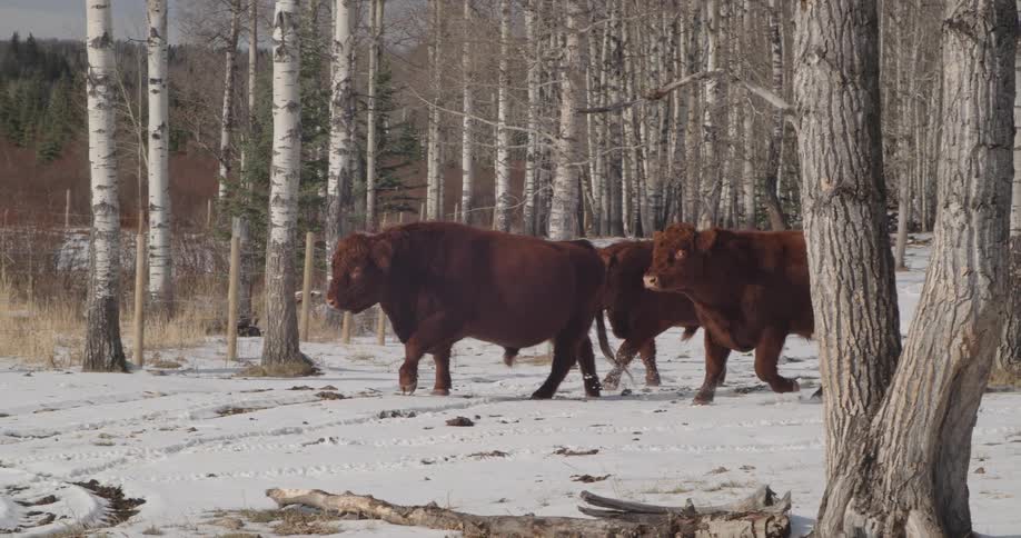 Cattle are walking among trees in the snow