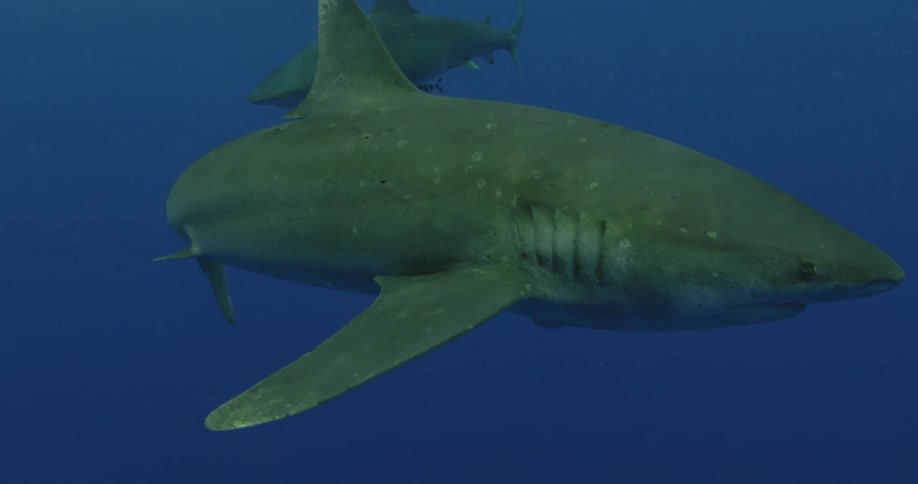 Two sharks swim in blue ocean water