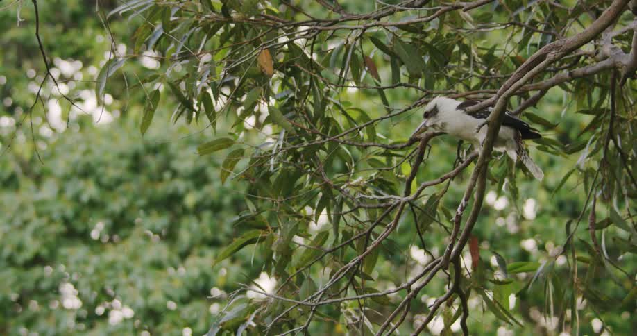 A bird sits in a tree branch and then flies away
