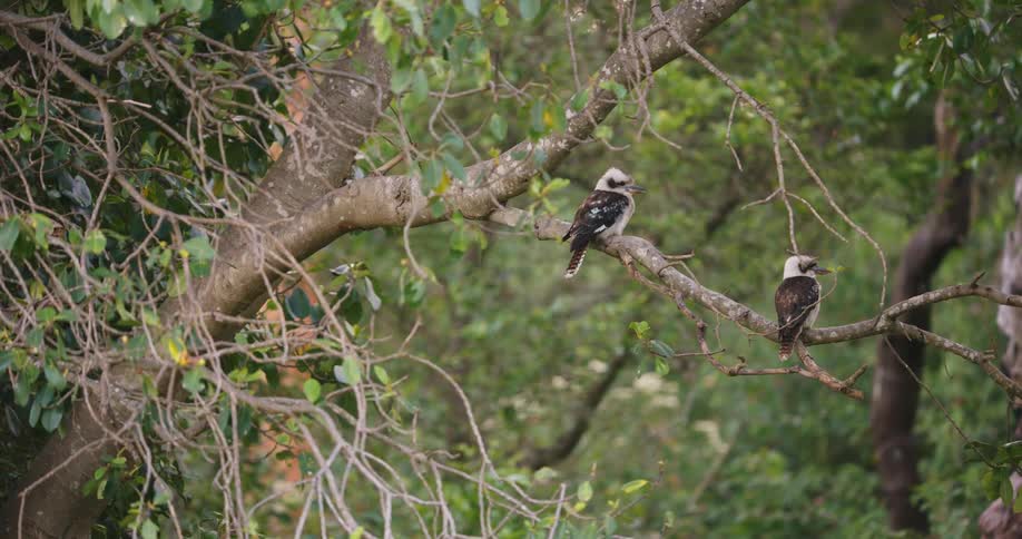 Two birds are sitting on a tree branch as the leaves move in the breeze