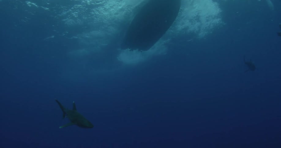 A shark swims under the bottom of a boat
