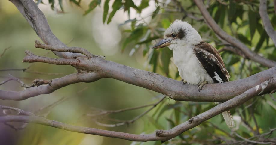 A white bird with brown wings sits on a tree branch as the wind is blowing